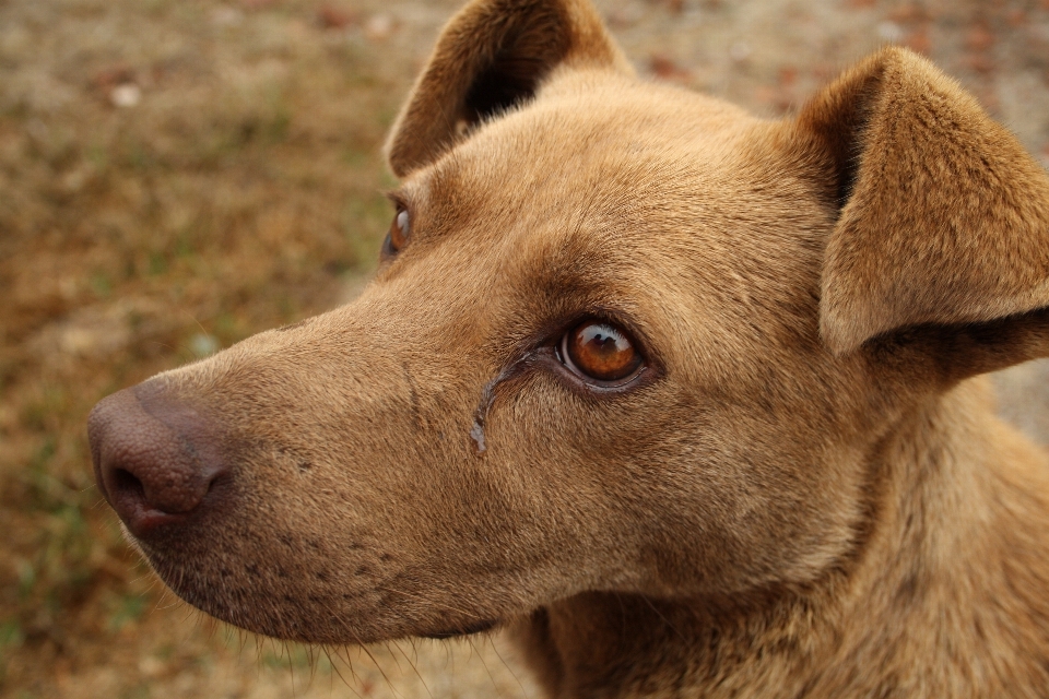 Street puppy dog animal