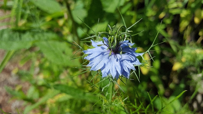 Nature grass plant meadow Photo