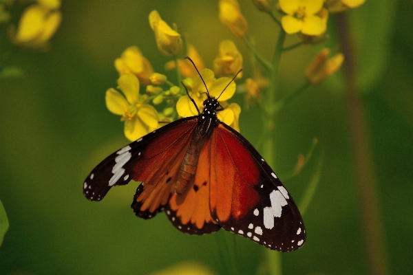 自然 写真撮影 花 花弁 写真