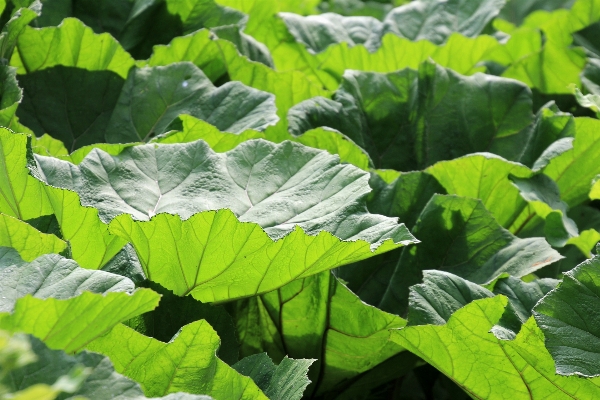 Foto Alam tanaman bidang daun