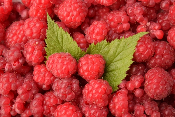 Plant raspberry fruit berry Photo