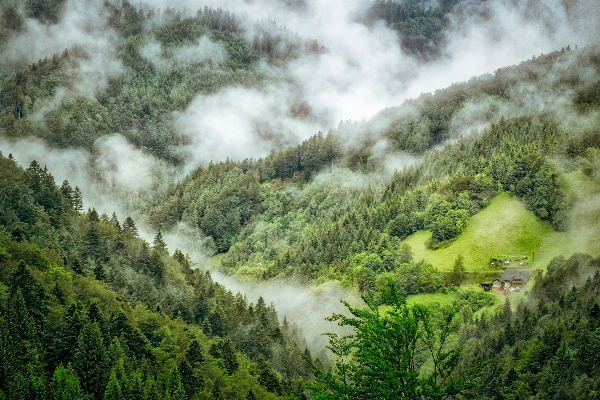 Landscape tree nature forest Photo