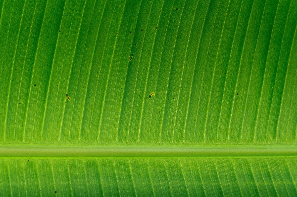 Tree grass growth plant Photo