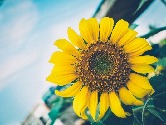 Nature blossom growth plant Photo