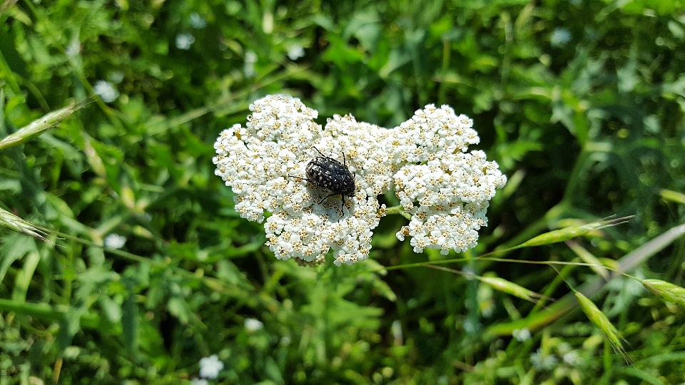 自然 草 花 植物