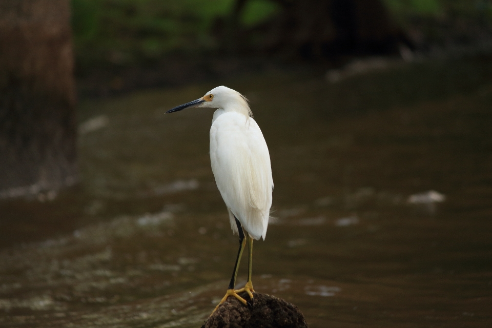 Natureza pântano pássaro branco