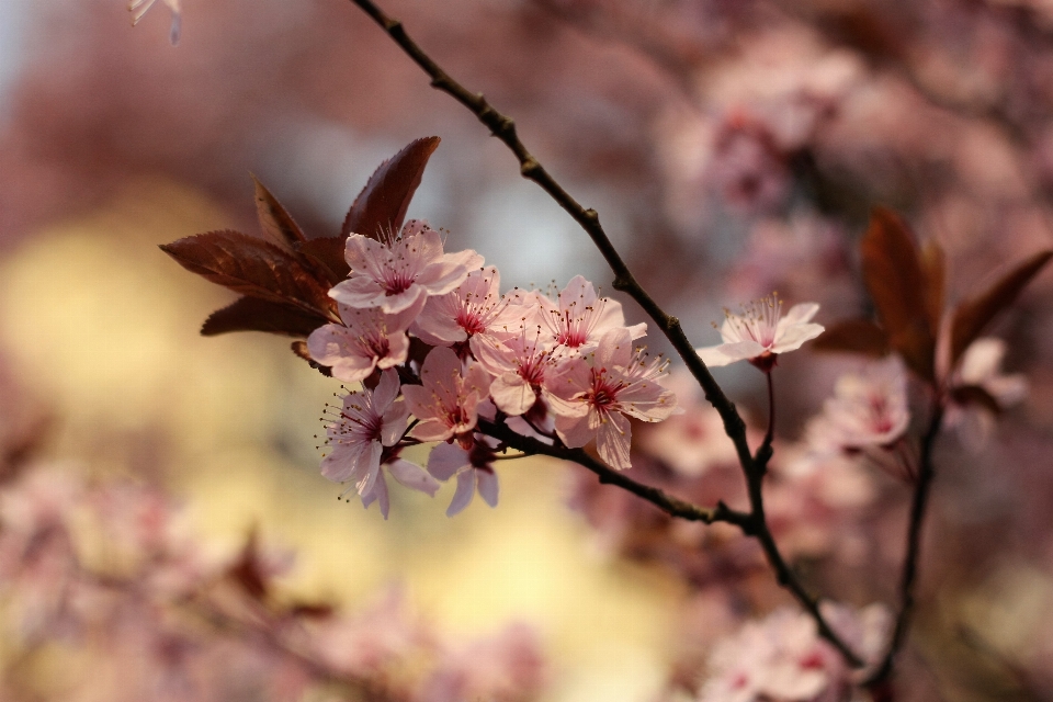 Tree nature branch blossom