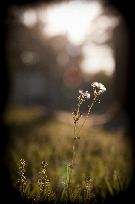 Nature grass branch light