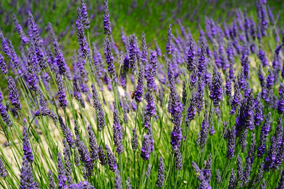 Nature herbe usine champ