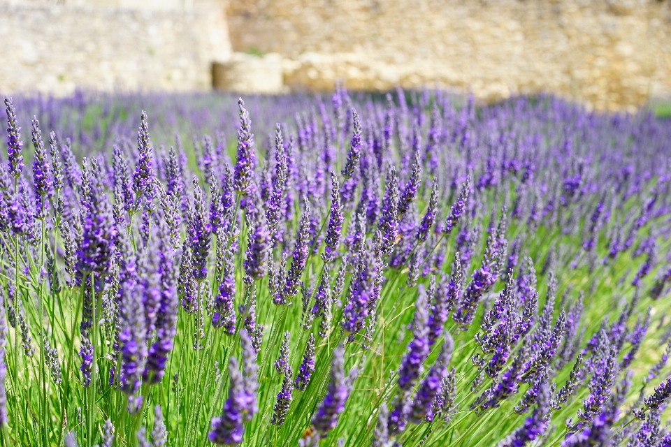 Natur gras anlage feld