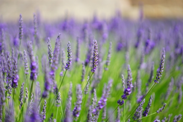 Nature grass plant field Photo