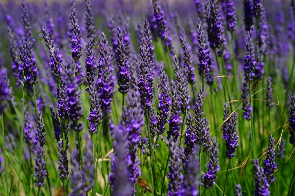 Nature plant field meadow Photo