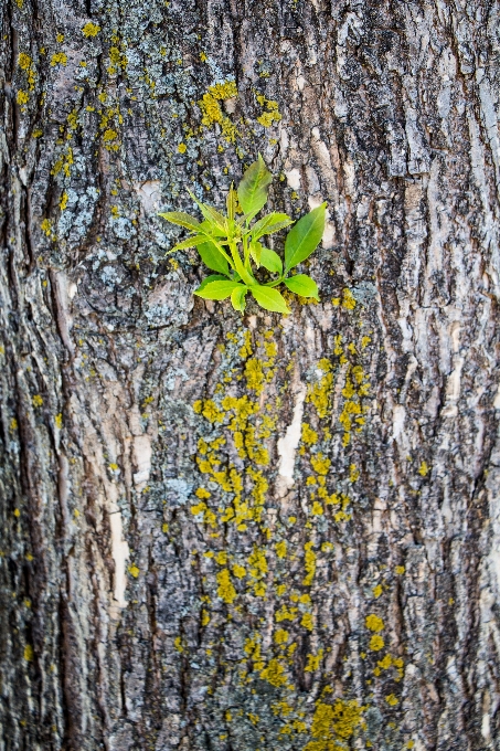 Baum natur wald zweig