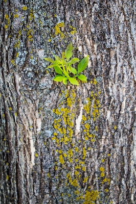 Foto Albero natura foresta ramo