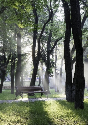 Tree grass fog sunrise Photo