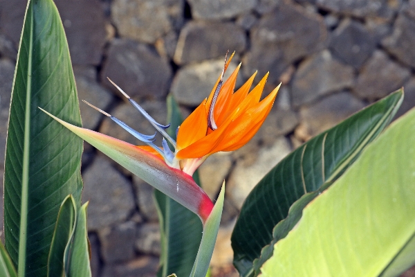 Natur anlage blatt blume Foto