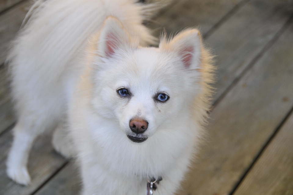 Bianco cane animale carino