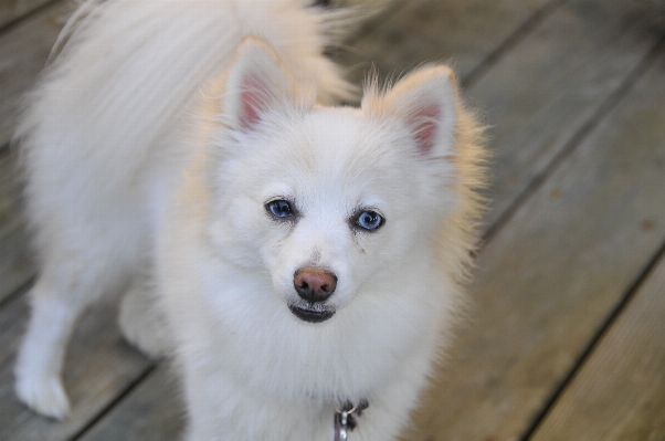 White dog animal cute Photo