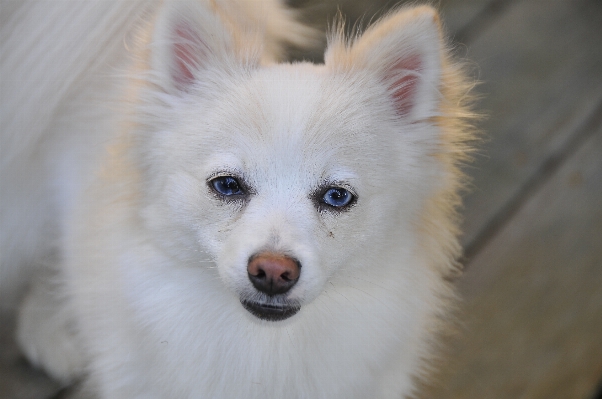 White puppy dog animal Photo