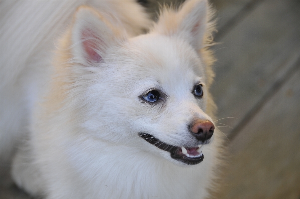 White puppy dog animal Photo