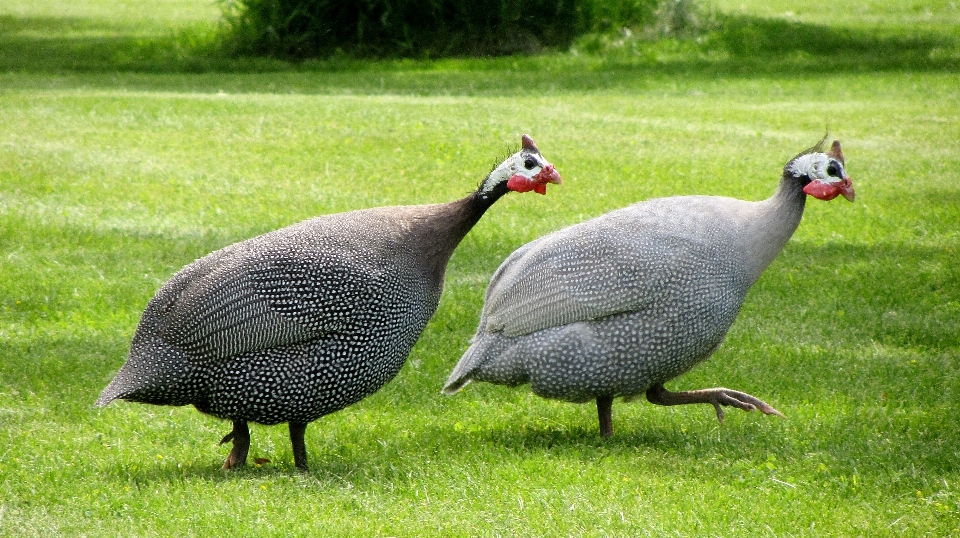 Vogel prärie
 tierwelt geflügel
