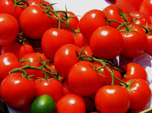 Foto Planta fruta alimento rojo