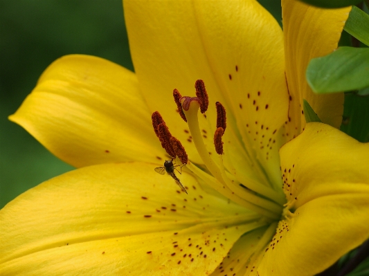 自然 花 植物 写真撮影 写真