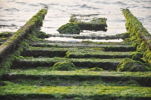 Foto Lanskap laut pesisir pohon