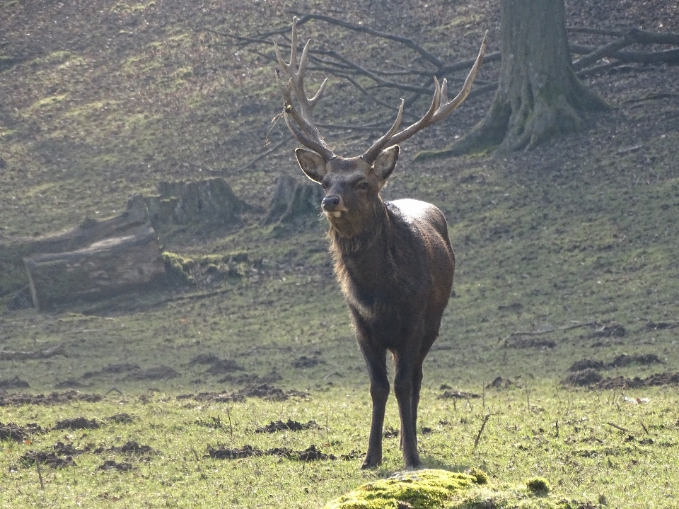 Nature prairie
 animal faune