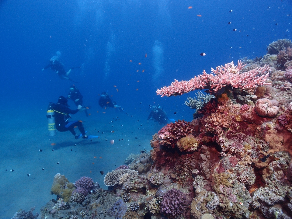 Laut menyelam bawah air biologi