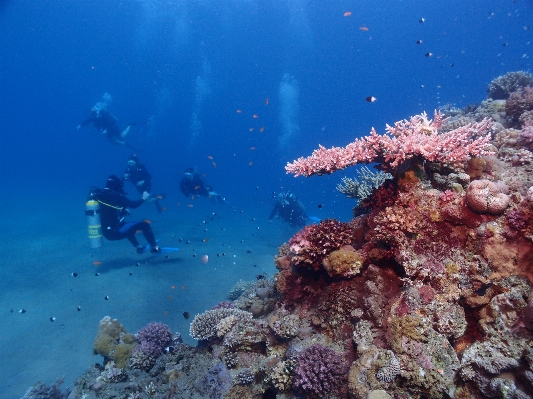 Sea ocean diving underwater Photo