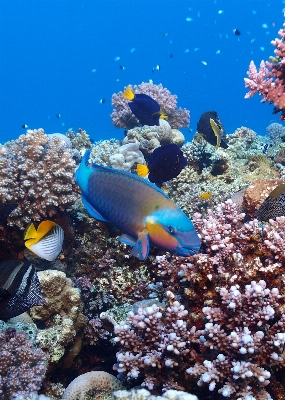 Sea diving underwater biology Photo