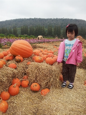 Girl field food harvest Photo