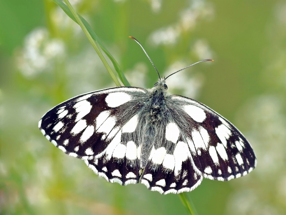 Natura skrzydło kwiat owad