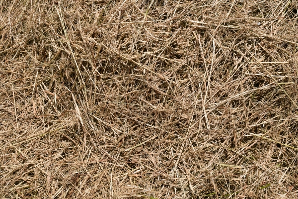 自然 草 植物 干し草 写真