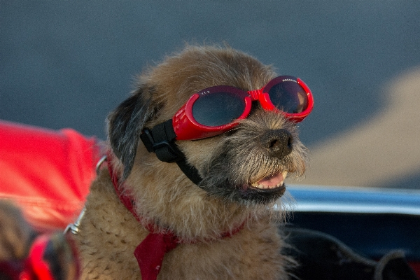 Foto Cane canino
 vacanza animale domestico