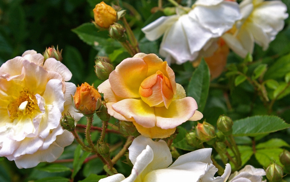 自然 花 植物 甘い