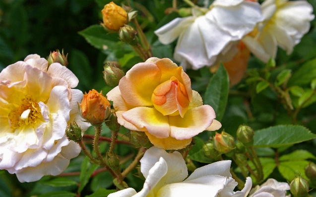 Nature blossom plant sweet Photo