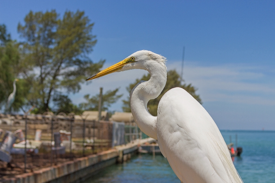 Oiseau pélican de mer
 le bec