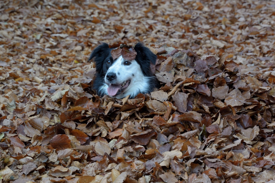 森 葉 子犬 犬