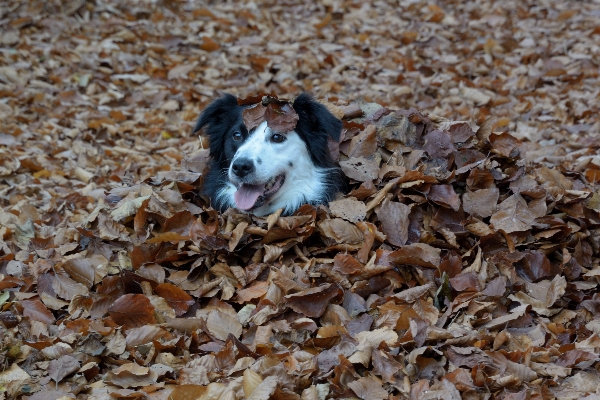 森 葉 子犬 犬 写真