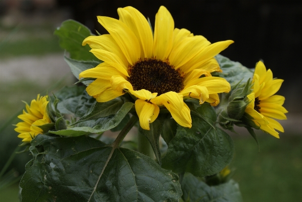 Foto Plantar flor pétala verão