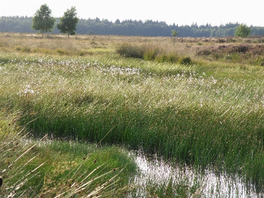 Tree water nature grass Photo