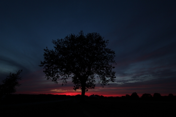 Landscape tree nature horizon Photo