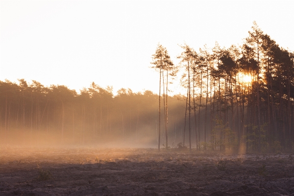 Foto Pohon alam hutan cabang