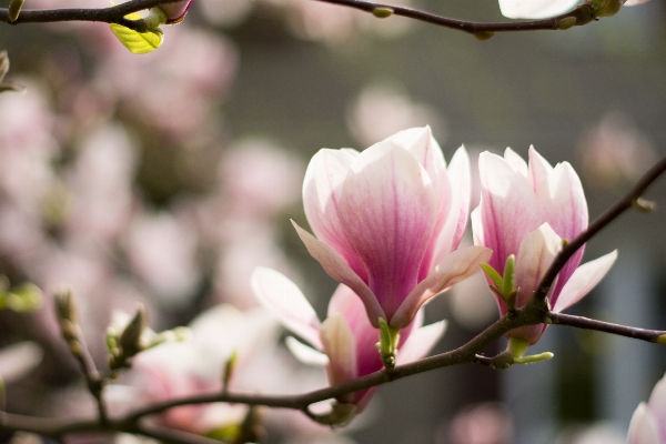 Nature branch blossom plant Photo