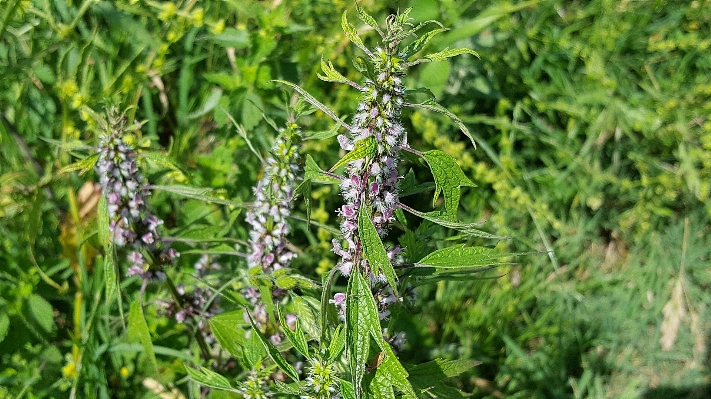 草 植物 花 草本植物 照片