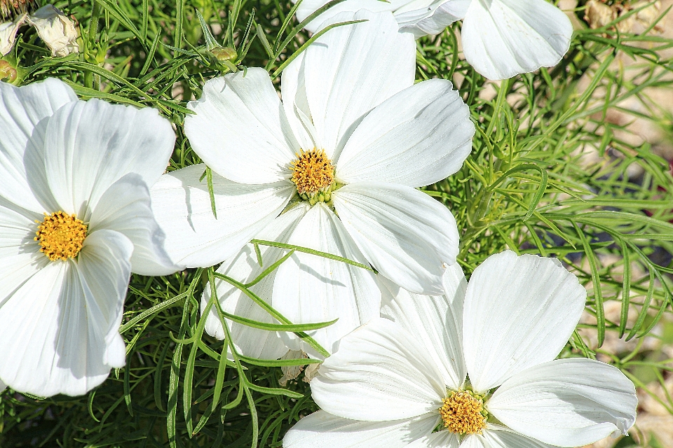 Nature fleurir usine blanc