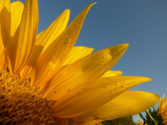 Dew plant sunshine sunlight Photo