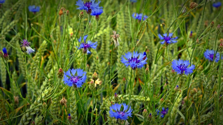 Grass blossom plant field Photo